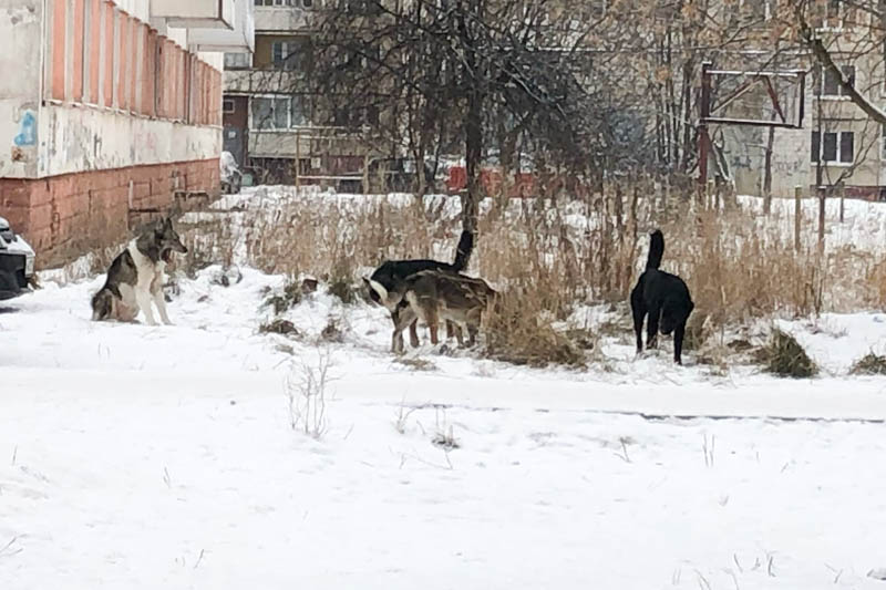 В Добрянском округе начинается отлов безнадзорных собак