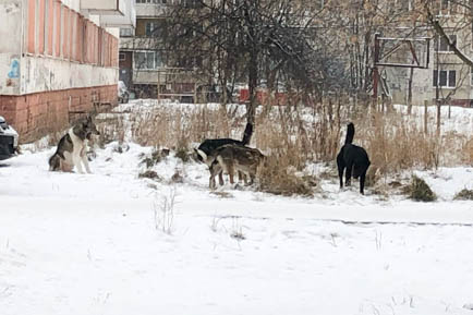 Пугают бродячие собаки