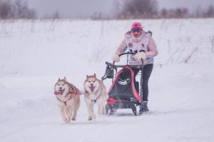 На упряжках с ветерком! В Полазне прошли гонки на собаках