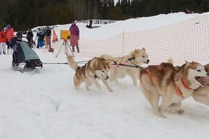 На упряжках и лыжах