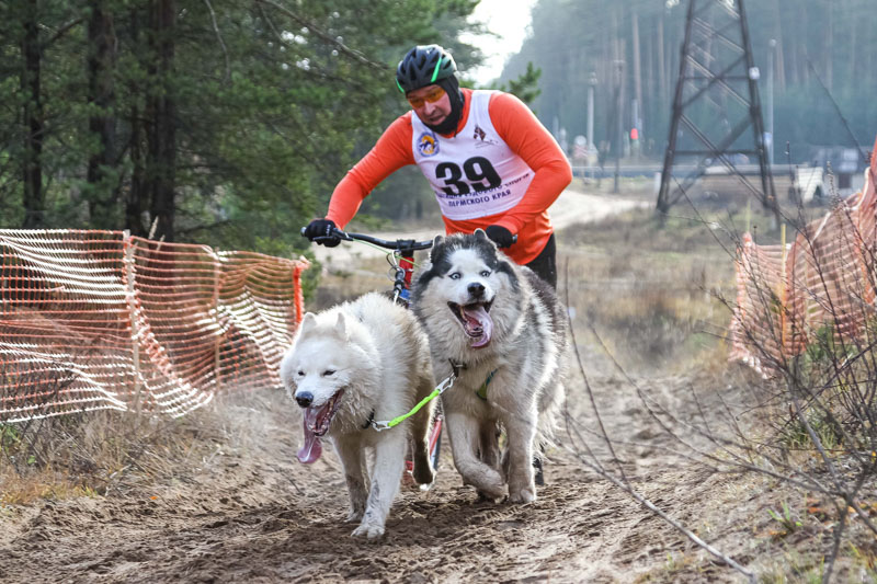 Ездовой спорт. Добрянцы и полазненцы успешно выступили на престижных соревнованиях