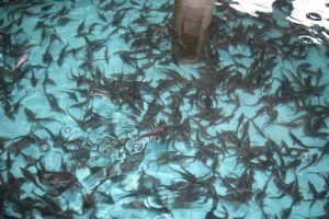 Добрянская компания «ДОБРОFISH» может получить статус регионального бренда