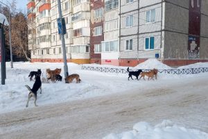 В Добрянке жителям угрожают бродячие собаки