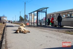 В Добрянке бродячие собаки напали на ребёнка