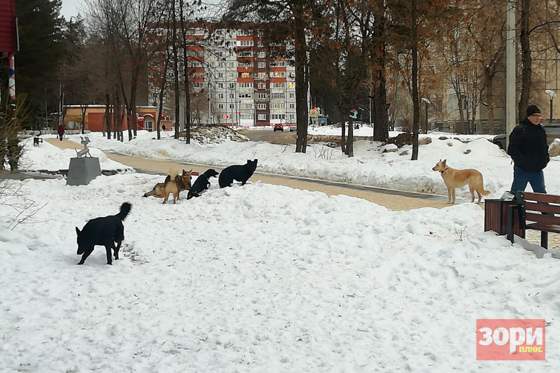 Двадцать тысяч за собачий укус