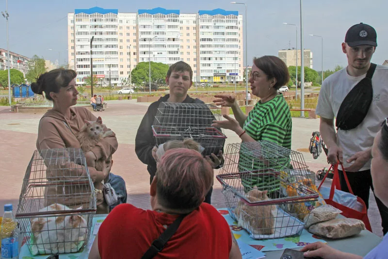 Пушистики нашли добрых хозяев