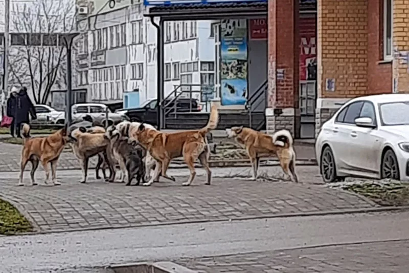 В страхе от собачьих стай