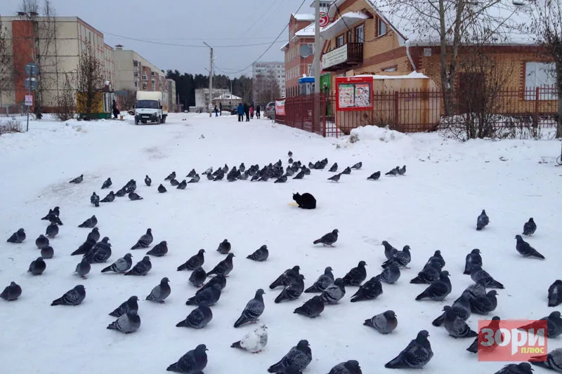 Жители Добрянки сообщают о гибели городских птиц