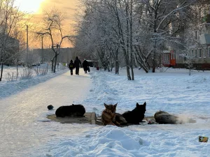 «Депутаты, приютите бродячих собак!»