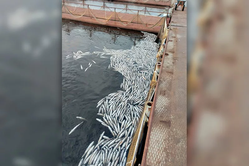 Прокуратура проверяет инцидент с массовой гибелью рыбы в Каме