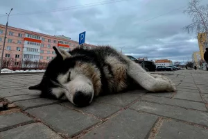 За собак должны отвечать хозяева!