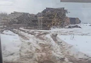 Кто вырубает лес?