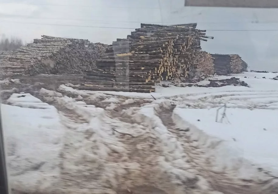 Кто вырубает лес?