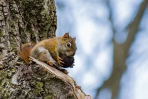 Разделать под орех