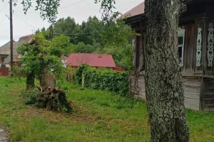 Спиленные деревья убрали!