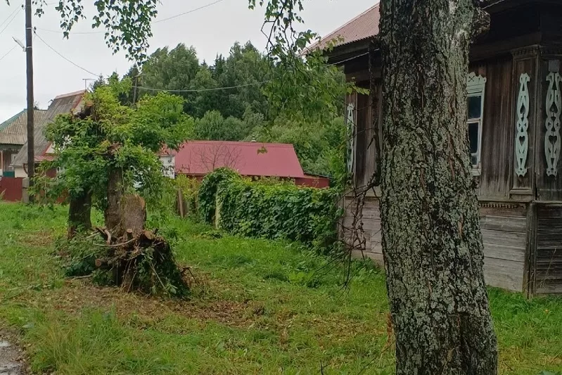 Спиленные деревья убрали!