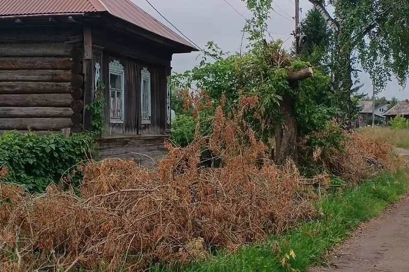 Завалили дом спиленными деревьями